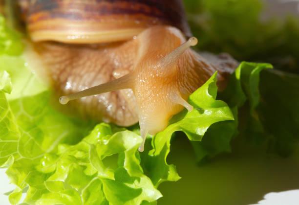 riesige tropische braune schnecke achatina isst grünen salat über weißem hintergrund. baby schnecke akhatina mit einer muschel makrofotografie. nahaufnahme einer molluske. - molluscum contagiosum virus stock-fotos und bilder