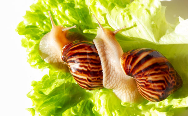 riesige tropische braune schnecke achatina isst grünen salat über weißem hintergrund. zwei baby schnecken akhatina mit einer muschel makrofotografie. nahaufnahme einer molluske. - molluscum contagiosum virus stock-fotos und bilder