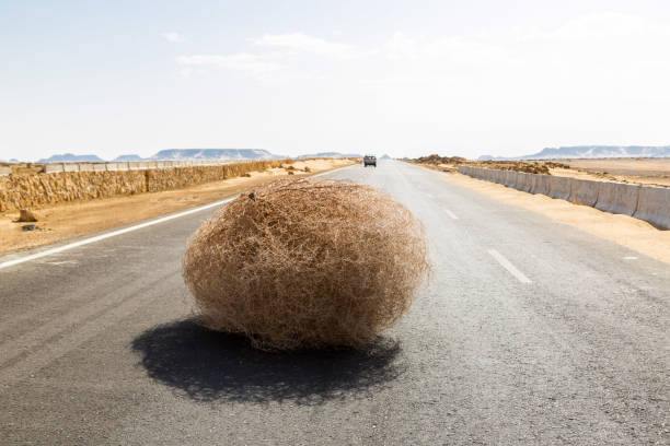 Giant tumbleweed on the highway with sandy dunes, between el-Bahariya oasis and Al Farafra oasis, Western Desert of Egypt, between Giza governorate and New Valley Governorate, near White Desert stock photo