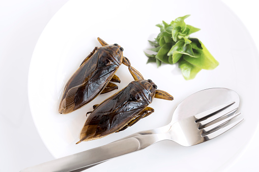 bugs for dinner