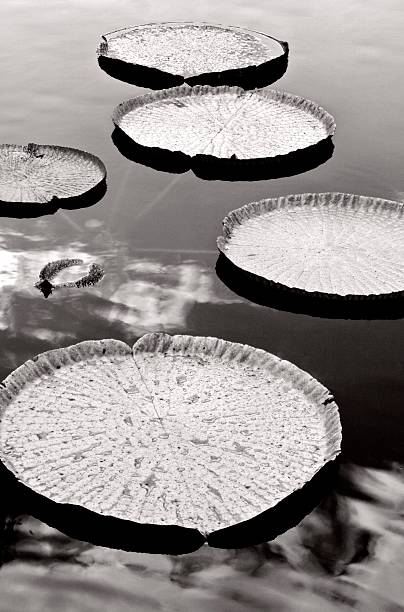 Giant Water Lilies on a pond. Black and white. stock photo