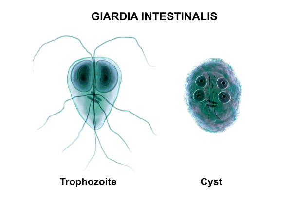 giardia parasite)