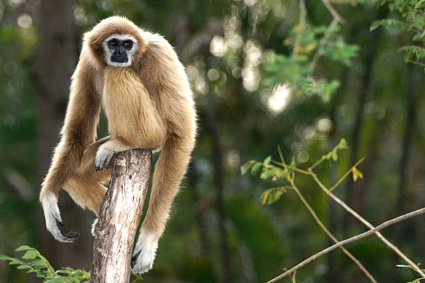 Gibbon sitting alone on the wood stock photo