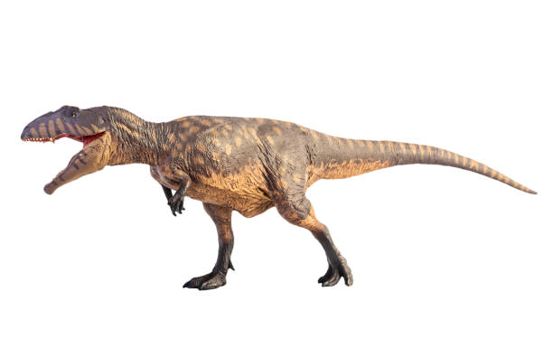 Giganotosaurus  ,dinosaur on white background . Clipping path stock photo