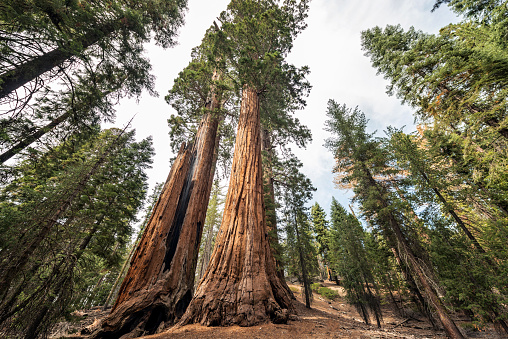 View at Gigantic Sequoia trees in Sequoia National Park, California USA