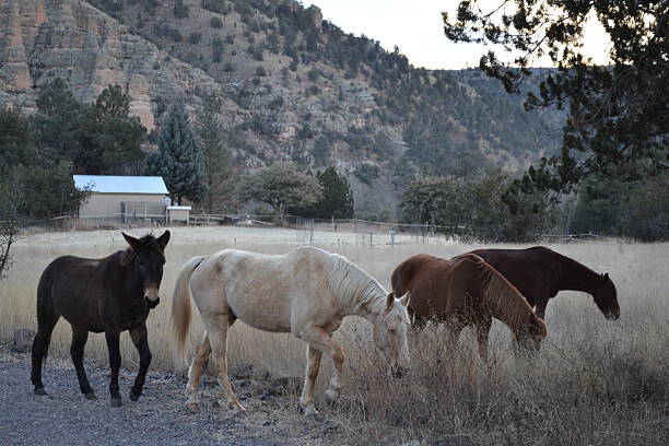 Gila Horses stock photo