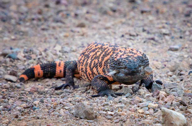 Gila monster Faces Camera Close Up on Dirt Road Gila Monster venomous lizard looks at camera in low angle close up as it stands in dirt road in Arizona. gila monster photos stock pictures, royalty-free photos & images