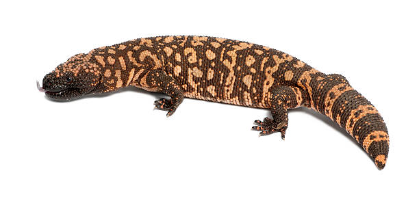 Gila monster - Heloderma suspectum, poisonous, white background Gila monster - Heloderma suspectum, poisonous, white background gila monster stock pictures, royalty-free photos & images