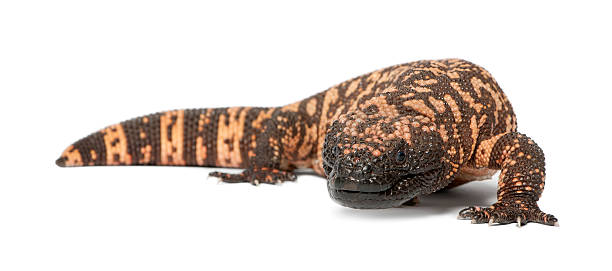 Gila monster - Heloderma suspectum, poisonous, white background Gila monster - Heloderma suspectum, poisonous, white background gila monster photos stock pictures, royalty-free photos & images