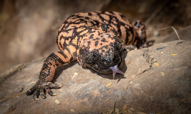 Gila monster Heloderma suspectum venomous lizard with Tongue Extended Gila Monster Venomous Lizard on Rocks Outdoors Tongue gila monster photos stock pictures, royalty-free photos & images