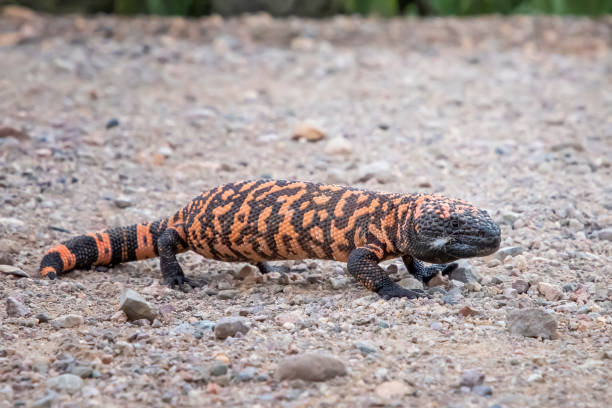 Gila monster in Profile Close Up on Dirt Road Venomous Gila Monster in road low angle close up view in Arizona. gila monster photos stock pictures, royalty-free photos & images