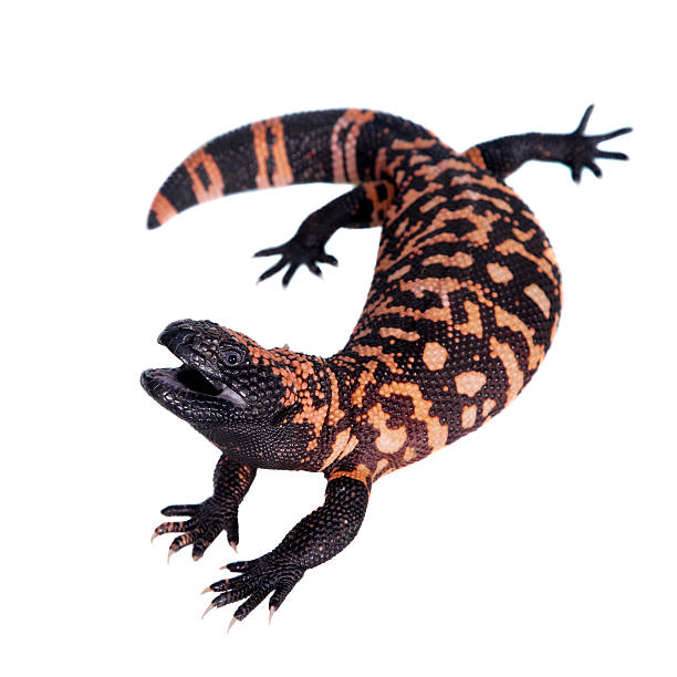 Gila Monster isolated on white Gila Monster, Heloderma suspectum, isolated on white background gila monster photos stock pictures, royalty-free photos & images