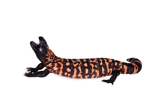 Gila Monster isolated on white Gila Monster, Heloderma suspectum, isolated on white background gila monster photos stock pictures, royalty-free photos & images