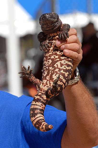 Gila monster lizard in my hand  gila monster stock pictures, royalty-free photos & images