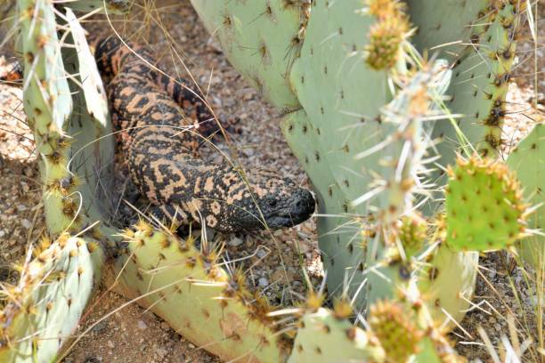 Gila Monster a Gila Monster searches for food in the Rincon Mountain Wilderness of Arizona gila monster photos stock pictures, royalty-free photos & images