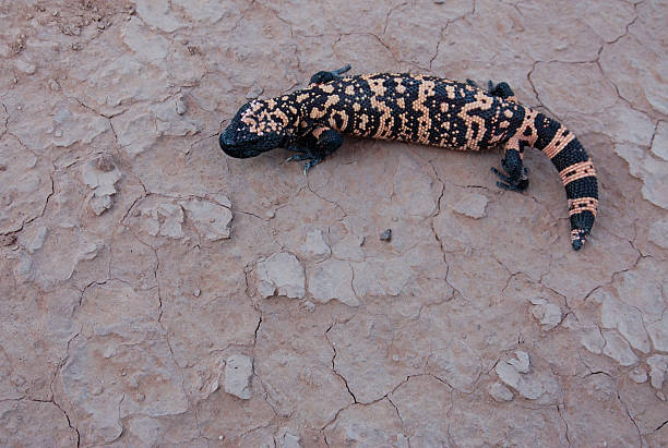 Gila Monster A Gila Monster in the Arizona desert. gila monster photos stock pictures, royalty-free photos & images