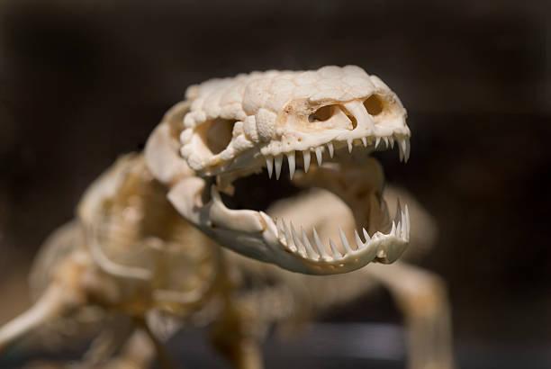 Gila Monster Skeleton Gila Monster Skeleton on display gila monster stock pictures, royalty-free photos & images