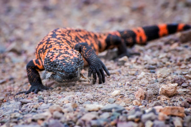 Gila monster Venomous Lizard Close Up Face On Gila Monster walks towards camera in low angle close up on dirt road in Arizona. gila monster photos stock pictures, royalty-free photos & images