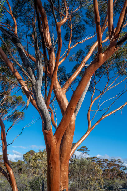 Gimlet gum ('Eucalyptus salubris') stock photo