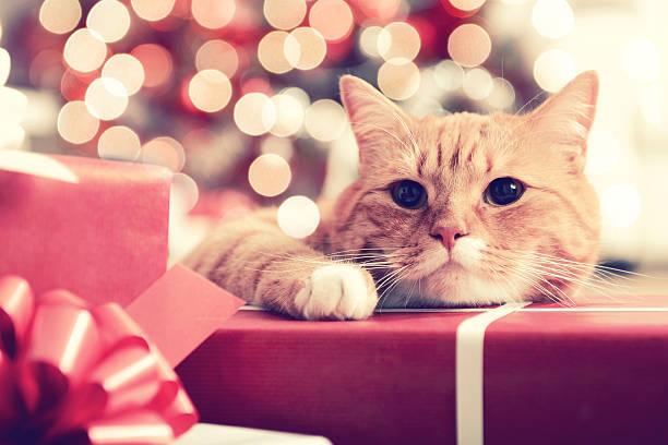 ginger british shorthair cat in the christmas interior - christmas cat stockfoto's en -beelden