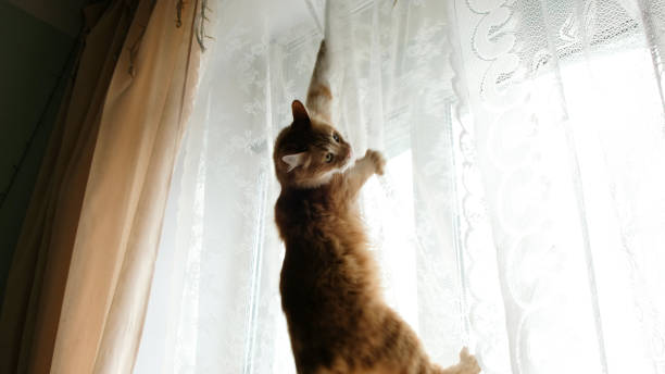 Ginger cat hung on the curtains and falls down stock photo