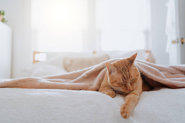 Ginger cat lying on bed stock photo