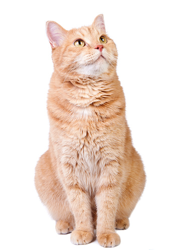 Cute red cat looking up and isolated on white background.