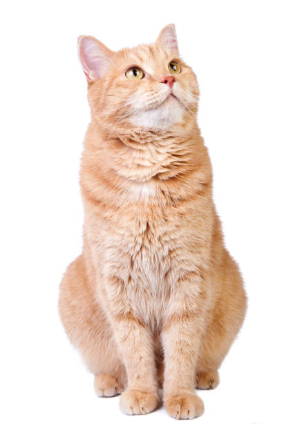 Ginger cat Cute red cat looking up and isolated on white background. tabby cat stock pictures, royalty-free photos & images