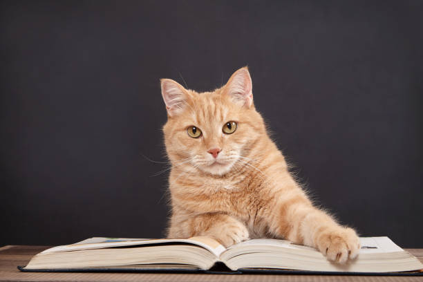 ginger cat with books - book cat imagens e fotografias de stock