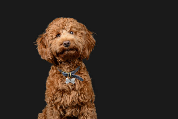 Ginger cockerpoo on dark background A beautiful dog poses for the camera cockapoo stock pictures, royalty-free photos & images