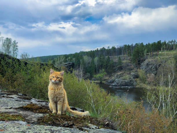 Ginger curious cat explores location between stock photo