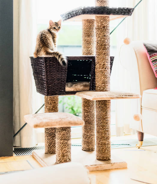 Ginger funny kitten playing on cat tree in living room at window. stock photo