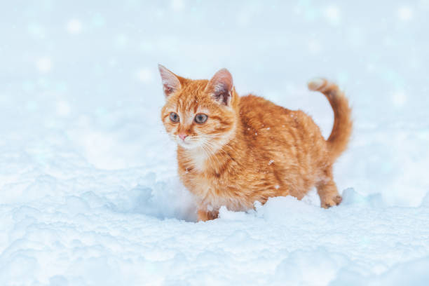 ingefära kattunge promenader i snön på vintern - cat snow bildbanksfoton och bilder