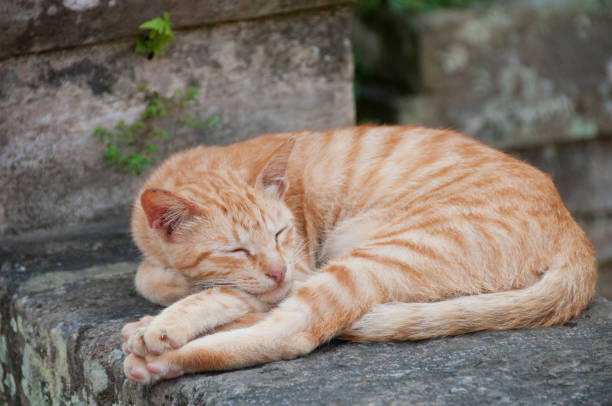gingle naranja pequeño gato durmiendo en una cerca de piedra de la pared - texas synagogue fotografías e imágenes de stock