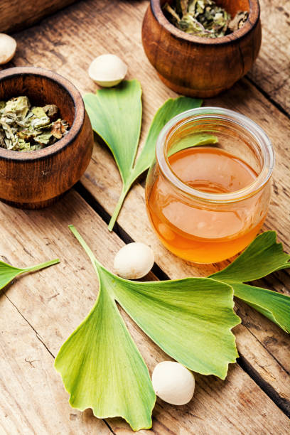 Ginkgo biloba in herbal medicine stock photo