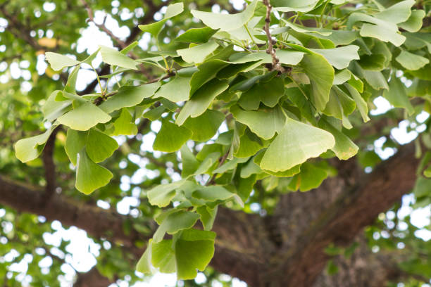 Ginkgo biloba leaves. stock photo