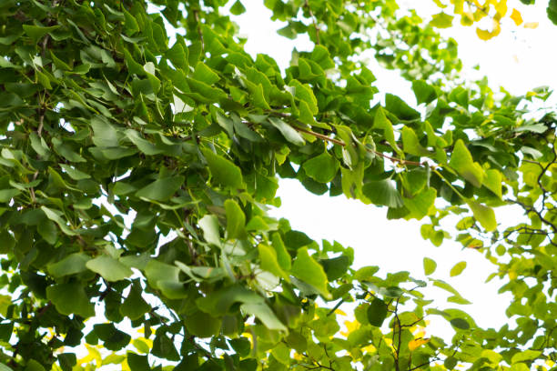 Ginkgo biloba leaves. stock photo