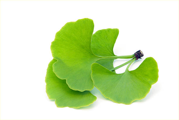 ginkgo leaf isolated stock photo