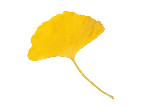 Ginkgo leaves on white background stock photo