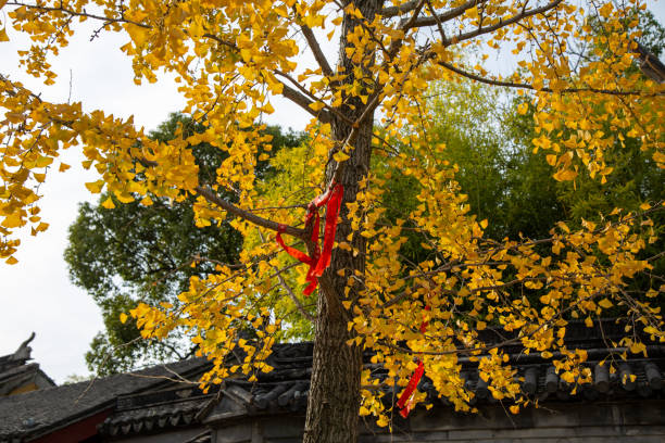 Ginkgo tree with ribbons stock photo