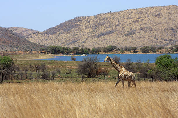 Girafe walking with a lake and mountains in the background. stock photo