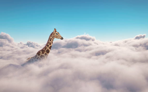 Giraffe above clouds . This is a 3d illustration stock photo