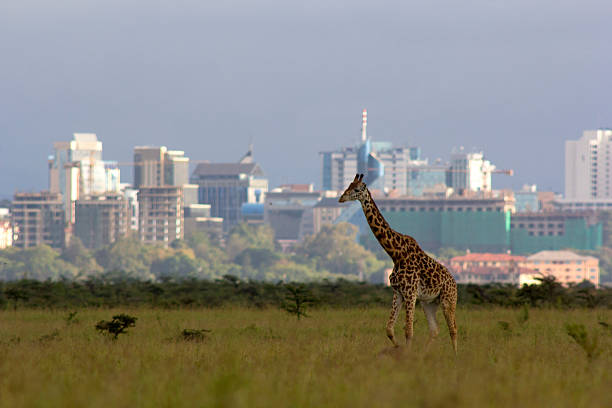 Giraffe against city skyline Lone giraffe against backdrop of the Nairobi city skyline – Nairobi national park, Kenya masai giraffe stock pictures, royalty-free photos & images