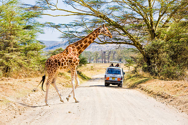 giraffe and tourists with safari cars Nakuru, Kenya - February 12, 2015:  Giraffe and tourists in off-road vehicle, tracks and safari cars and they are watching and taking photographs with their cameras and mobil phones from real wild life and they are watching wild life with binoculars at Lake Nakuru National park's dirt road very close the giraffe in Kenya at East Africa. lake nakuru stock pictures, royalty-free photos & images