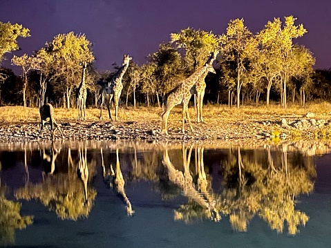 Giraffe drinking at a waterhole at Etosha National Park in Kunene Region, Namibia