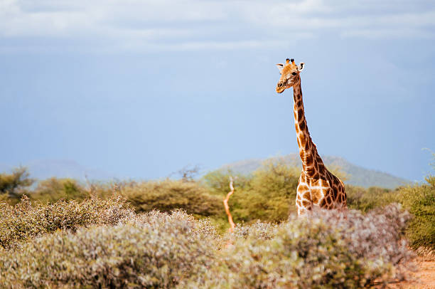 Giraffe at Mount Etjo, Namibia stock photo