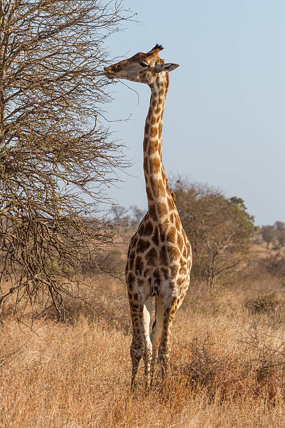 Giraffe Browsing at Kruger National Park, South Africa stock photo