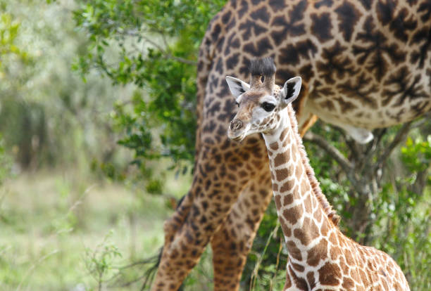 A Giraffe calf with mother Giraffe is the tallest living terrestrial animal masai giraffe stock pictures, royalty-free photos & images