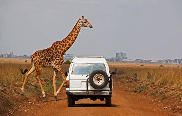 Giraffe crosses dusty road in front of white car stock photo