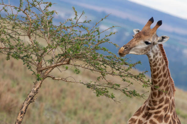Giraffe Eating stock photo